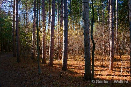 Forest Scene_10079.jpg - Photographed at Ottawa, Ontario - the capital of Canada.